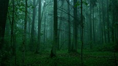 The Ancient Woods- Resized_thumb.jpeg